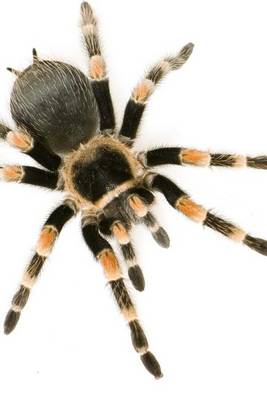 Book cover for Brachypelma Smithi Mexican Redknee Tarantula