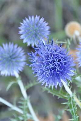 Book cover for Blue Thistle Plant Journal