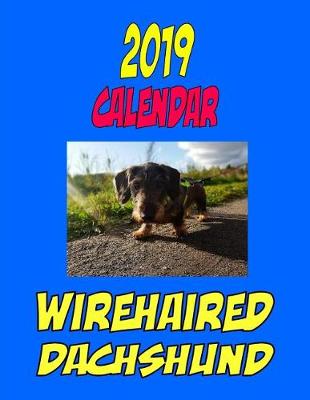 Book cover for 2019 Calendar Wirehaired Dachshund