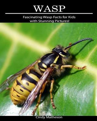 Book cover for Wasp