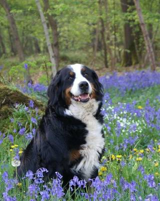 Book cover for Bernese Mountain Dog