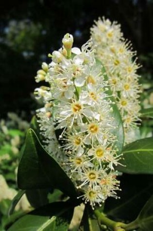 Cover of Prunus Laurocerasus Cherry Laurel Flower Blooming