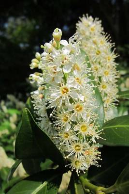 Book cover for Prunus Laurocerasus Cherry Laurel Flower Blooming