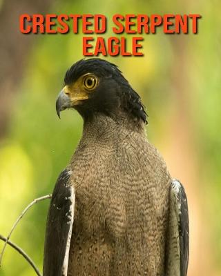 Book cover for Crested Serpent Eagle