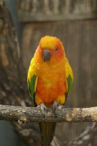 Cover of Sun Conure Notebook