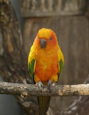 Book cover for Sun Conure Notebook