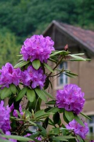 Cover of Lovely Purple Rhododendron Flowers at a Country House Journal