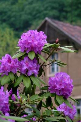 Book cover for Lovely Purple Rhododendron Flowers at a Country House Journal