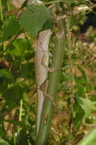 Cover of Southeast Asian Lizards Notebook