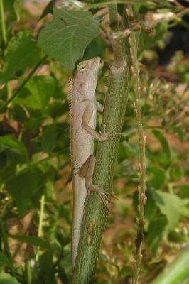 Book cover for Southeast Asian Lizards Notebook