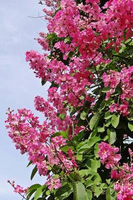 Book cover for Giant Crape Myrtle, for the Love of Flowers