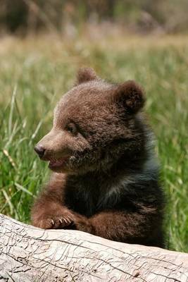 Book cover for Grizzly Bear Cub Sitting by a Log Journal