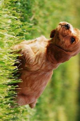 Book cover for Adorable Cocker Spaniel Puppy in the Grass Journal