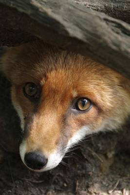 Book cover for Red Fox Peekaboo Journal