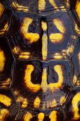 Book cover for Eastern Box Turtle Shell Journal