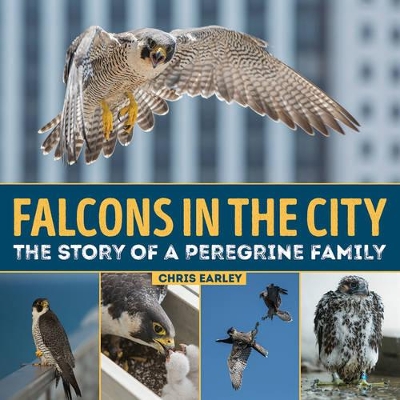 Book cover for Falcons in the City: The Story of a Peregine Family