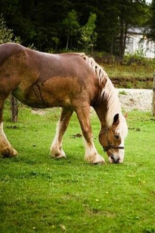 Cover of 2020 Daily Planner Horse Photo Equine Draft Grazing After Bath 388 Pages