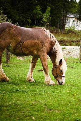 Book cover for 2020 Daily Planner Horse Photo Equine Draft Grazing After Bath 388 Pages