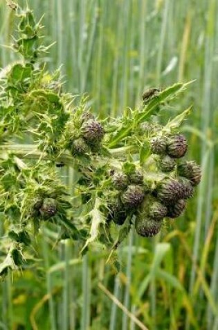 Cover of Creeping Thistle in a Meadow Journal