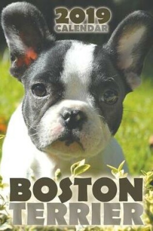 Cover of Boston Terrier 2019 Calendar
