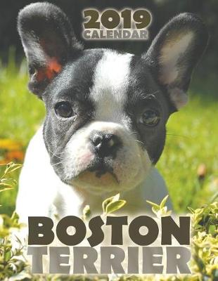 Book cover for Boston Terrier 2019 Calendar