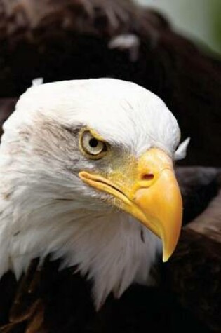 Cover of Magnificent Bald Eagle Close-Up, Birds of the World