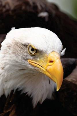 Book cover for Magnificent Bald Eagle Close-Up, Birds of the World