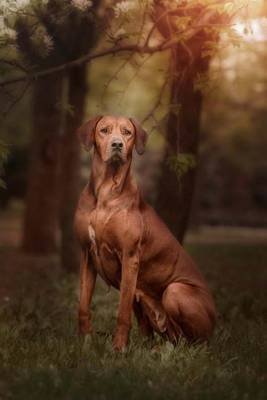 Book cover for Rhodesian Ridgeback