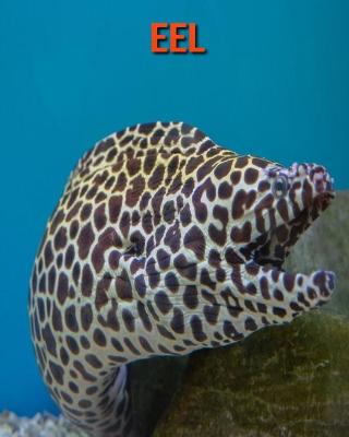 Book cover for Eel