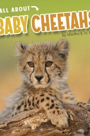 Cover of All about Baby Cheetahs