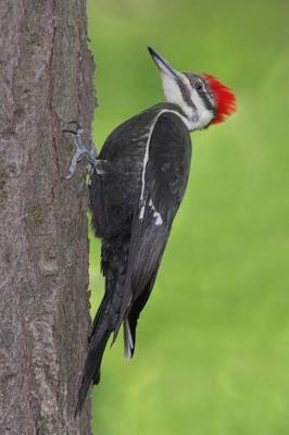 Book cover for Pileated Woodpecker Journal