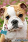 Book cover for English Bulldog