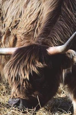 Book cover for Galloway Cow Grazing Alone Journal