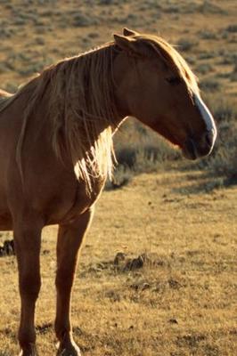 Book cover for 2020 Daily Planner Horse Photo Equine Grumpy Chestnut 388 Pages