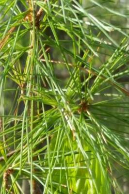 Book cover for Spring Evergreen Pine Needles Journal