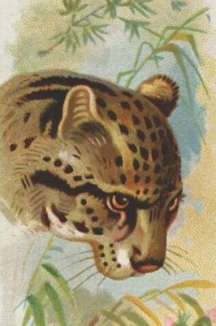 Cover of Ocelot