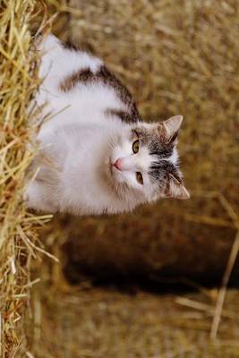 Book cover for A Farm Cat Relaxing in a Barn