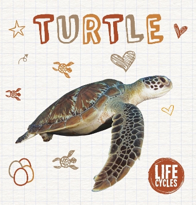 Cover of Turtle