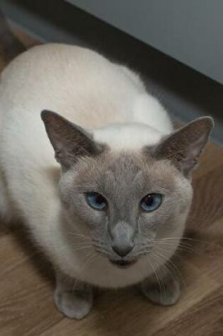 Cover of Dignified Siamese Cat with Blue Eyes Journal