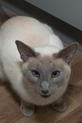 Book cover for Dignified Siamese Cat with Blue Eyes Journal