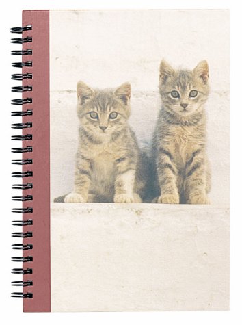 Book cover for Kittens in the Sun Journal