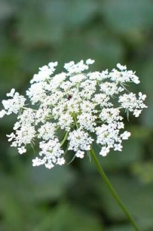 Cover of Exquisite White Queen Anne's Lace Flowering Plant Journal