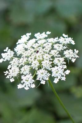 Book cover for Exquisite White Queen Anne's Lace Flowering Plant Journal