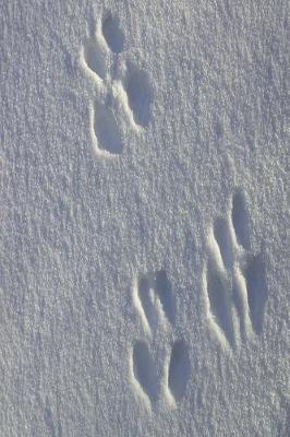 Book cover for Journal Animal Tracks Paw Prints Snow