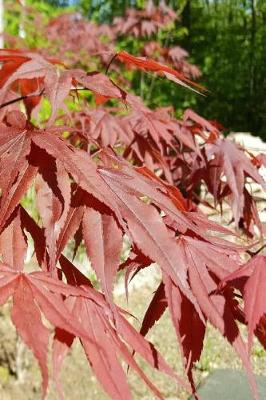 Book cover for Japanese Maple Leaves Journal Springtime