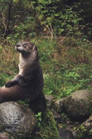 Cover of Cute Otter on a Boulder