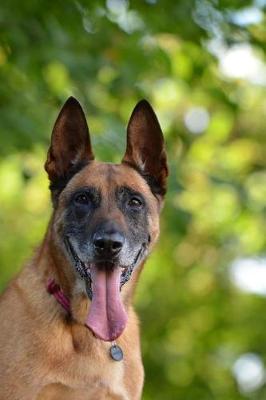 Book cover for Belgian Shepherd Dog Malinois Profile Journal