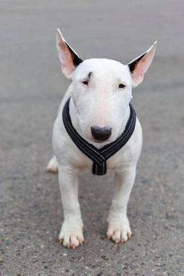 Book cover for The Miniature Bull Terrier Dog Journal