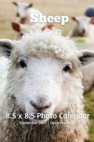 Cover of Sheep 8.5 X 8.5 Calendar September 2021 -December 2022