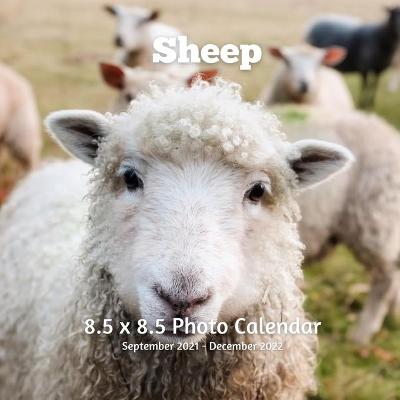 Book cover for Sheep 8.5 X 8.5 Calendar September 2021 -December 2022